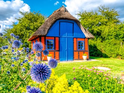 Reetdachhaus in Middelfart mit blauer Tür, orangen Wänden und roten Fensterläden, umgeben von buntem Garten mit blauen Kugeldisteln und gelben Blumen.