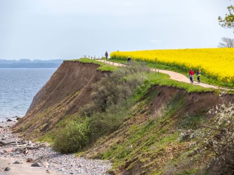 Radfahrer auf einem Küstenweg entlang von Klippen an der Ostsee, mit einem leuchtend gelben Rapsfeld rechts und Steinstrand unten.