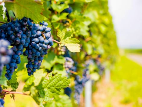 Trauben reifer dunkelbauer Weintrauben hängen an Rebstock mit grünen Blättern. Unscharfe Weinbergreihen im sonnigen Hintergrund.