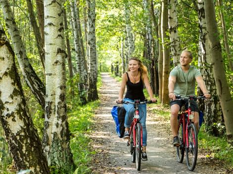 Zwei Radfahrer fahren durch eine Birkenallee auf dem Elberadweg. Sonnenlicht fällt durch das grüne Laub auf den Schotterweg.