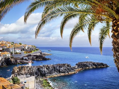 Malerischer Küstenblick auf Câmara de Lobos auf Madeira, eingerahmt von Palmwedeln, mit vulkanischen Felsformationen, blauem Meer mit Booten und bunten Häusern.