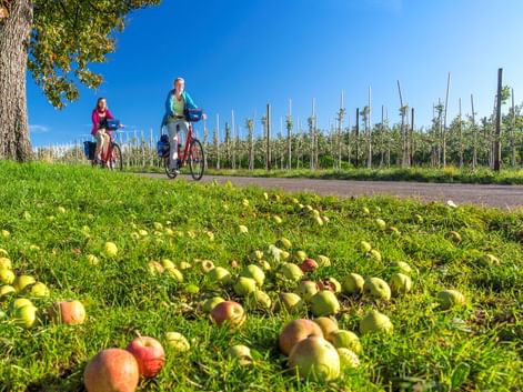 Zwei Radfahrer auf einem Weg neben Obstplantagen am Bodensee. Gefallene Äpfel liegen im Vordergrund auf Gras, Obstbäume unter blauem Himmel.