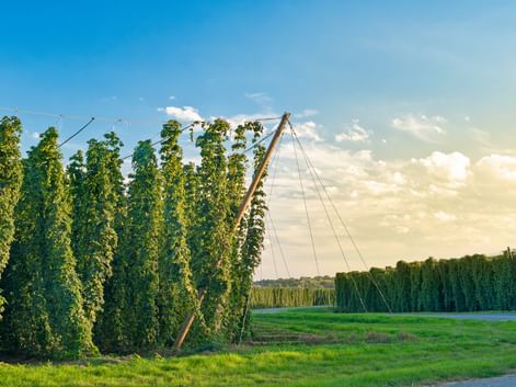 Reihen hoher Hopfenpflanzen auf Drahtgestellen in einem Feld bei Žatec, Tschechien, unter blauem Himmel mit weißen Wolken.