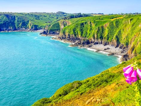 Dramatische grüne Klippen bei Paimpol mit Blick auf türkisfarbenes Küstenwasser. Eine rosa Blume blüht im Vordergrund über der Felsküste.