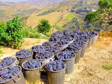 Metalleimer gefüllt mit frisch geernteten roten Trauben in Reihen auf einem Weinberghang, mit terrassierten Hängen im Hintergrund.