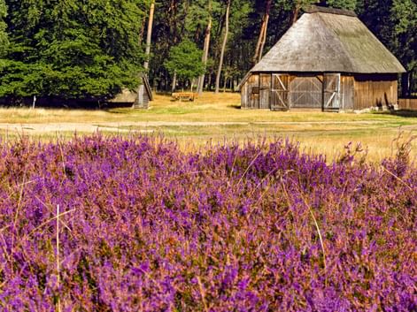 Traditionelle Reetdachscheune in der Lüneburger Heide umgeben von blühender lila Heide und goldenen Grasfeldern mit Wald im Hintergrund.