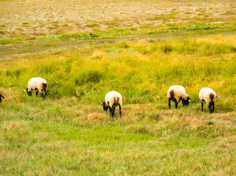 Vier Schafe mit weißer Wolle und schwarzen Gesichtern grasen auf einer grünen und goldenen Wiese in der Bretagne, Frankreich.
