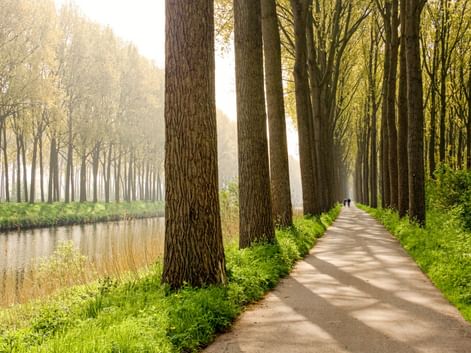 Asphaltierter Radweg in Flandern, gesäumt von hohen Bäumen auf beiden Seiten, mit einem Kanal links und grünen Grasflächen im Morgennebel.