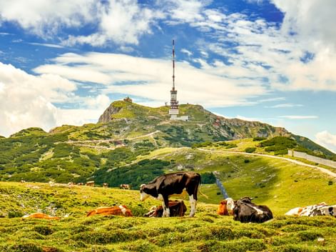 Kühe ruhen auf grüner Almwiese mit Dobratsch Gipfel und Sendeturm im Hintergrund unter blauem Himmel mit weißen Wolken.