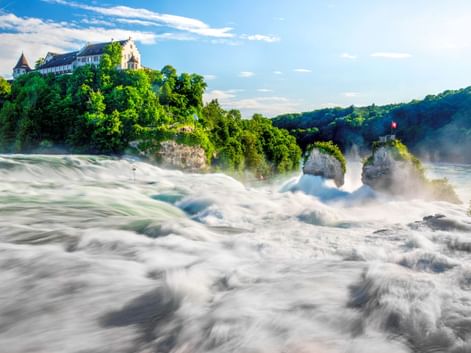 Rheinfall bei Schaffhausen mit rauschenden weißen Wassermassen über Felsen. Historische Gebäude und grüne Bäume auf dem Hügel über dem Wasserfall.