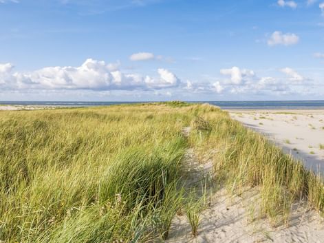Breiter Sandstrand auf der Insel Terschelling mit grasbewachsenen Dünen unter blauem Himmel mit weißen Wolken. Die Nordsee ist im Hintergrund sichtbar.