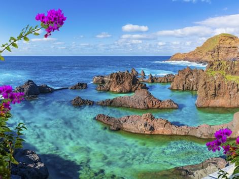 Natürliche Vulkanfelsen-Pools mit türkisfarbenem Wasser in Porto Moniz, Madeira, eingerahmt von rosa Bougainvillea-Blüten und Meerblick.
