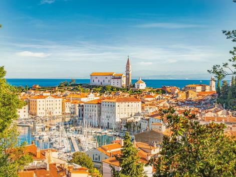 Panoramablick auf Piran, eine historische Küstenstadt mit Terrakottadächern, einem Yachthafen voller Boote und einem Kirchturm, eingerahmt von grünen Bäumen.