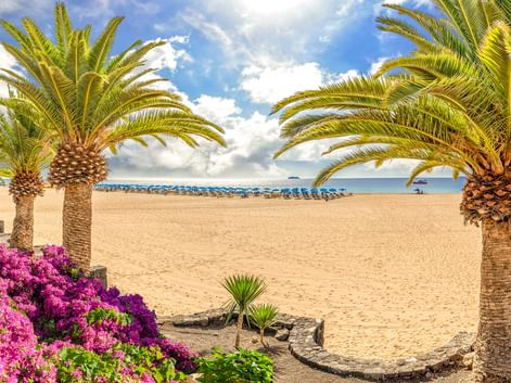 Sandy beach in Puerto del Carmen framed by tall palm trees and pink bougainvillea flowers. Blue sun loungers line the shore under a cloudy sky.
