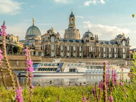 Dresdner historische Skyline mit Frauenkirche-Kuppel und Barockgebäuden entlang der Elbe. Rosa Wildblumen rahmen die Ansicht, ein Flussschiff liegt vor Anker.