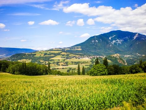 Green wheat field in foreground with cypress trees, rolling hills, and a mountain under blue sky in the Rhône Valley, France.