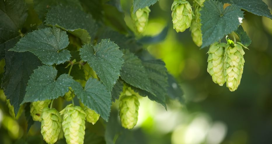 Grüne Hopfendolden hängen an Reben mit gezackten Blättern in Tettnang. Die reifen Hopfenblüten sind erntereif im Sonnenlicht.