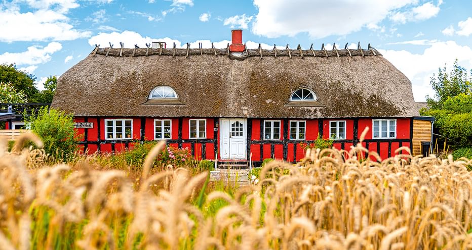 Rotes Fachwerkhaus mit Reetdach in Jütland, Dänemark. Weiße Tür und Fenster kontrastieren mit roter Fassade. Goldenes Weizenfeld im Vordergrund.