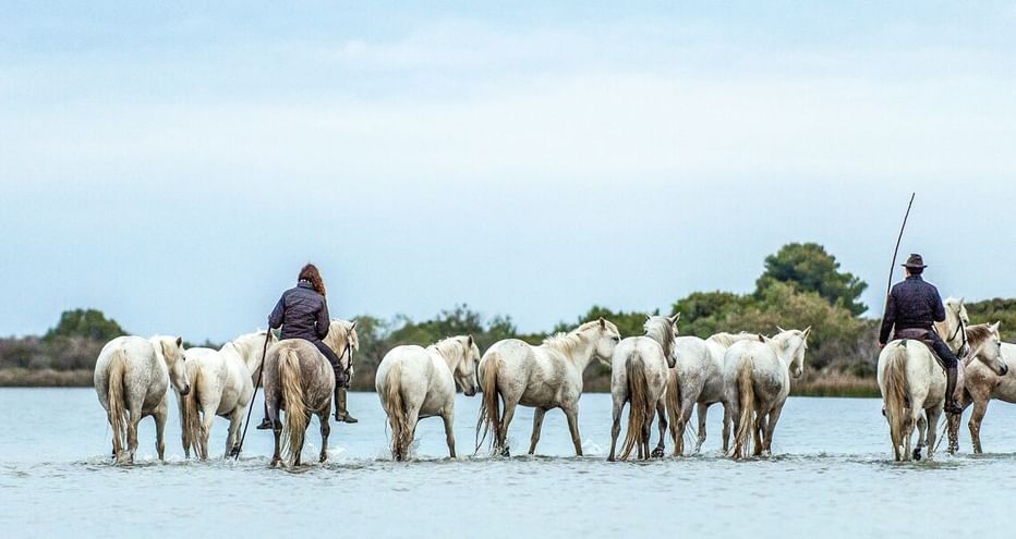 Drei Reiter auf weißen Pferden treiben weiße Rinder durch flaches Wasser in der Camargue. Grüne Vegetation im Hintergrund.