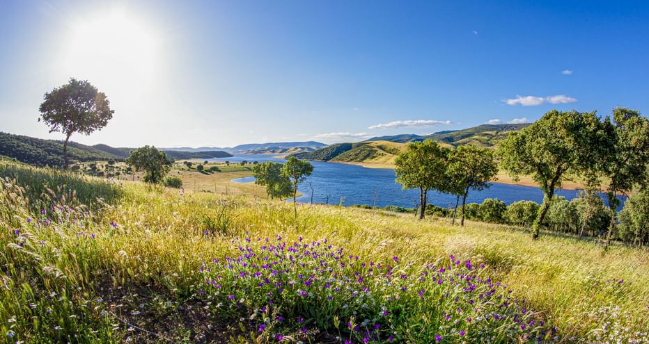 Wildblumenwiese mit lila Blüten in der Extremadura mit Blick auf einen blauen Stausee, umgeben von sanften Hügeln und vereinzelten Bäumen.