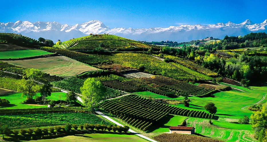 Grüne Weinberge und Felder im Piemont mit schneebedeckten Alpen im Hintergrund unter blauem Himmel.
