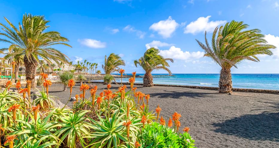 Dark volcanic sand beach in Costa Teguise with palm trees and orange aloe flowers. Blue ocean and sky with white clouds in background.