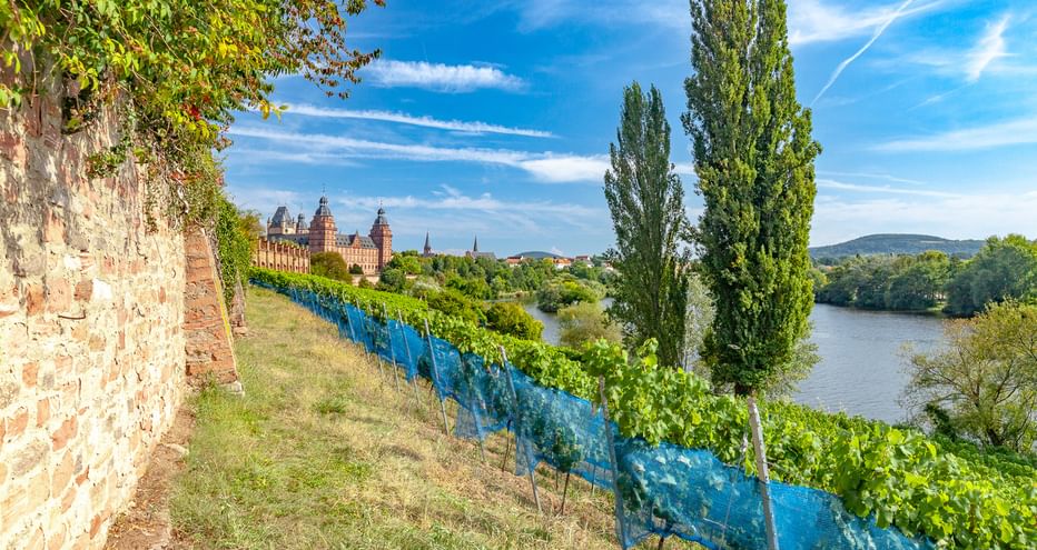 Blick auf Aschaffenburg mit Weinreben entlang einer Steinmauer, hohen Zypressen und dem Main. Historische Gebäude sind jenseits des Flusses unter blauem Himmel sichtbar.