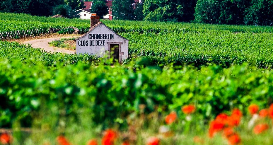 Weiße Steinhütte mit der Aufschrift 'Chambertin Clos de Bèze', umgeben von grünen Weinbergen und roten Mohnblumen im Burgund, Frankreich.