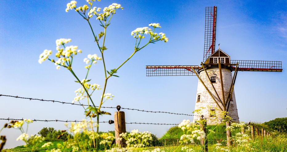 Weiße Windmühle mit rot gespitzten Flügeln in Damme, Belgien, eingerahmt von weißen Wildblumen und einem Stacheldrahtzaun unter blauem Himmel.
