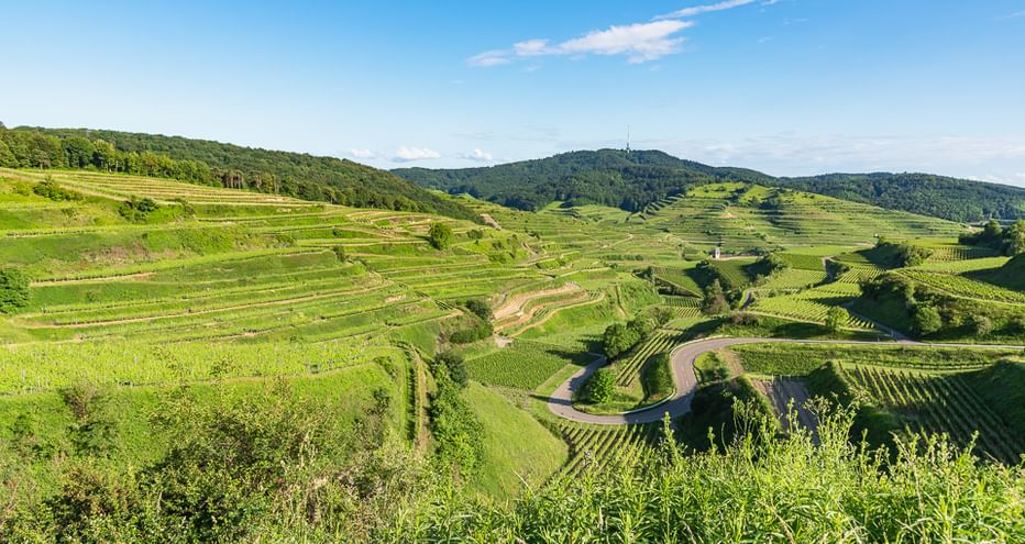 Terrassierte Weinberge in der Kaiserstuhl-Region mit grünen Rebreihen an Hängen, kurvenreicher Straße und bewaldeten Hügeln unter blauem Himmel.