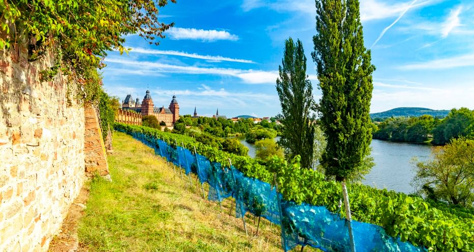Blick auf das Pompejanum und Schloss Aschaffenburg über den Main, mit Weinbergreihen entlang einer Steinmauer unter blauem Himmel.