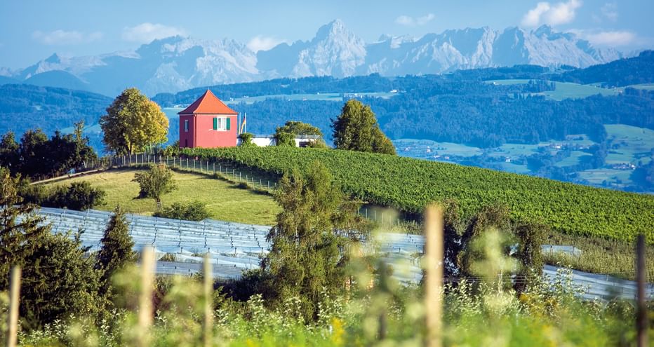 Rotes Haus auf einem Hügel umgeben von grünen Weinbergen bei Immenstaad. Bodensee und schneebedeckte Alpen im Hintergrund sichtbar.