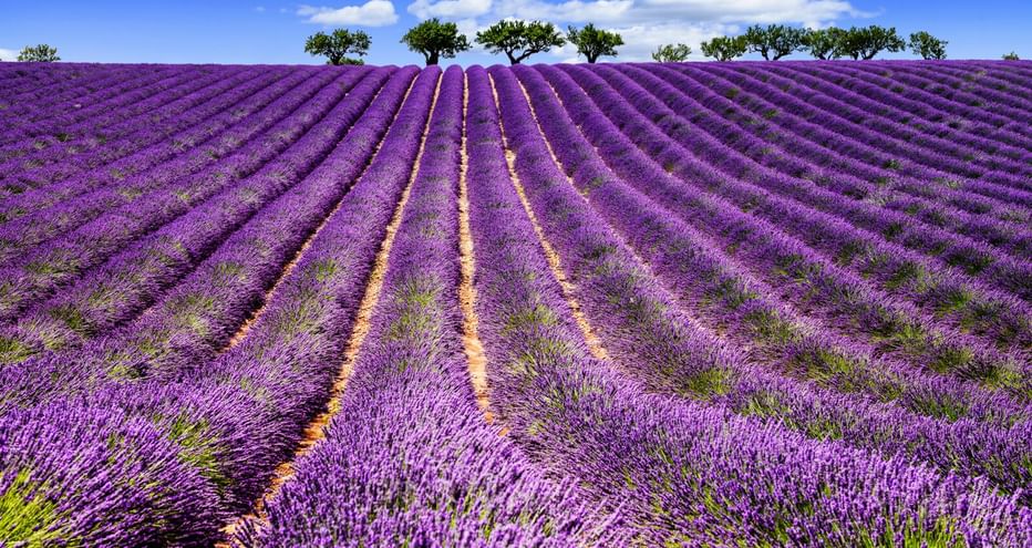 Reihen von blühendem violettem Lavendel erstrecken sich über Felder in der Provence unter blauem Himmel. Eine Baumreihe steht am Horizont.