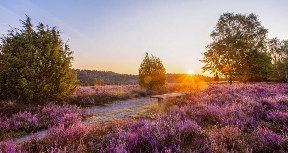 Sandweg durch lila blühende Heide in der Lüneburger Heide bei Sonnenuntergang. Bäume rahmen die Szene mit goldenem Sonnenlicht am Horizont.