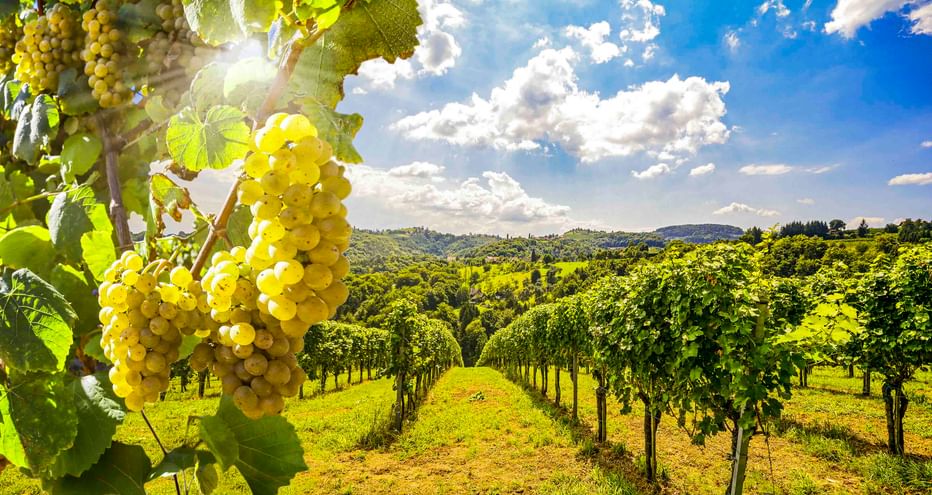 Trauben weißer Weintrauben an Rebstöcken in einem französischen Weinberg mit ordentlichen Reihen von Rebstöcken unter blauem Himmel mit weißen Wolken.